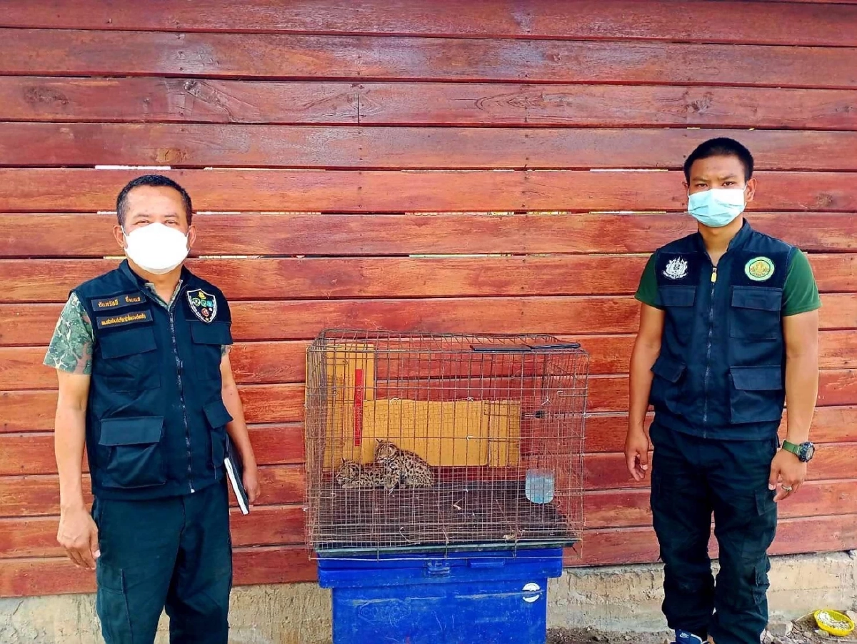 พบเสือปลา 2 พี่น้อง "สัตว์ใกล้สูญพันธุ์" ที่ต้องช่วยกันอนุรักษ์