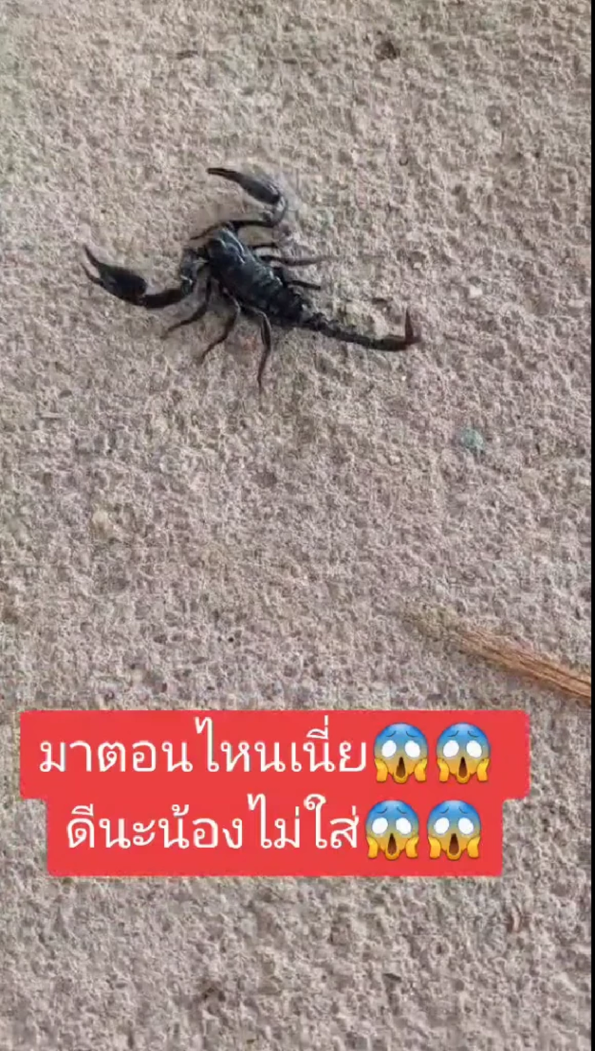 นักเรียน, รองเท้านักเรียน, รองเท้า, แมงป่อง, เตือนภัย