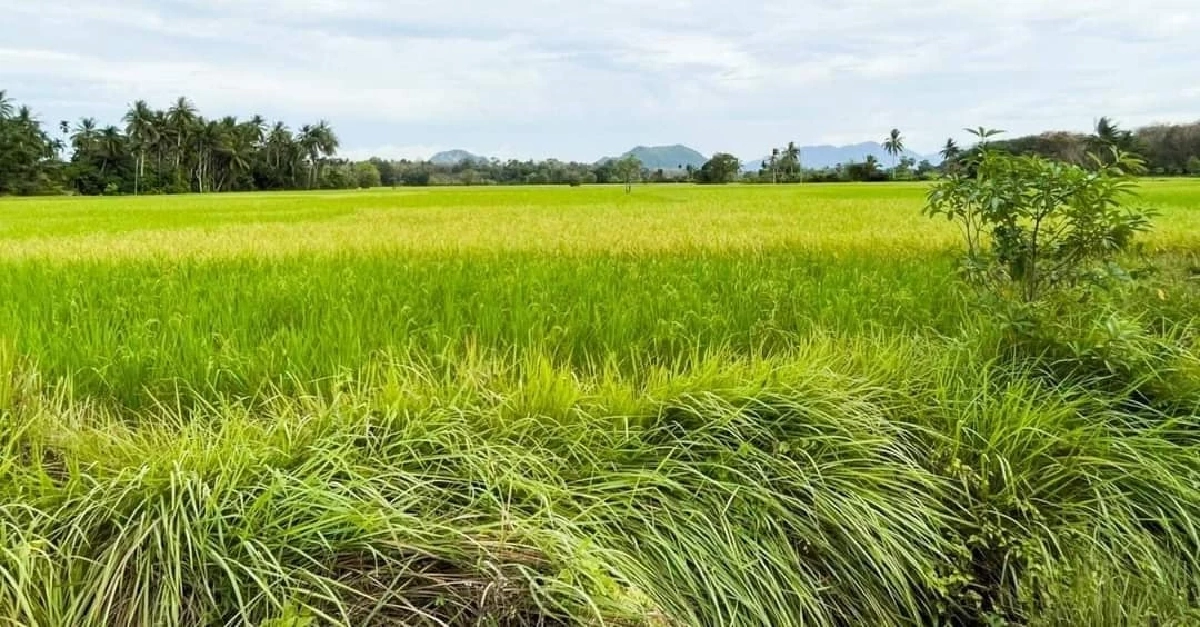 กอนช.คุมเข้มแผนจัดสรรน้ำฤดูแล้ง มั่นใจพ้นวิกฤต แม้ทำนาปรังเกินเป้า