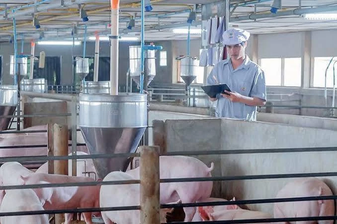 เมื่อหมูไม่กลัวน้ำร้อน "อธิบดีปศุสัตว์" สวนกลับ กมธ. ใครห้ามเคลื่อนย้ายหมู