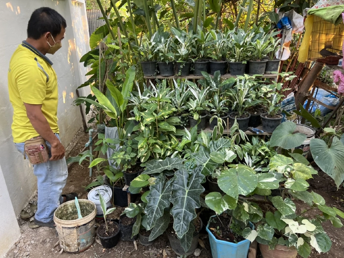 เขินเลย ปลูก "เสาวรส" แต่ลูกออกคล้าย "ปลัดขิก"