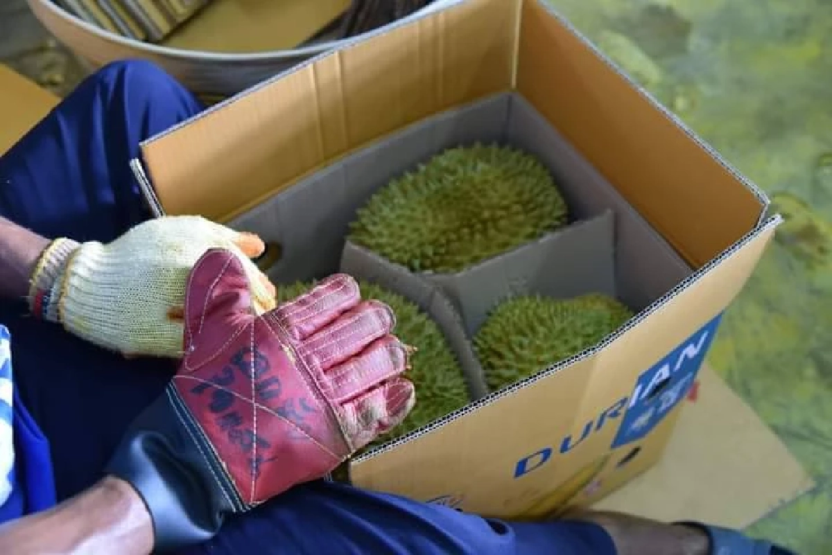 "ผู้ว่าฯจันท์" วางมาตรการป้องกัน-แก้ปัญหา "ทุเรียน" ด้อยคุณภาพออกสู่ตลาด