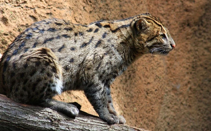 เสือปลา ( เครดิตภาพ theanimallife.com )