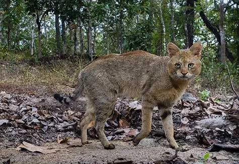 เสือกระต่าย ( เครดิตภาพ เชียงใหม่นิวส์ )