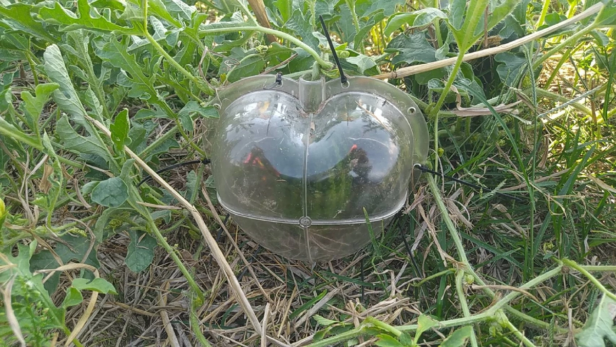 เกษตรกรร้องกวางชวนซื้อ แตงโมรูปหัวใจ ส่งให้กันแทนความรัก