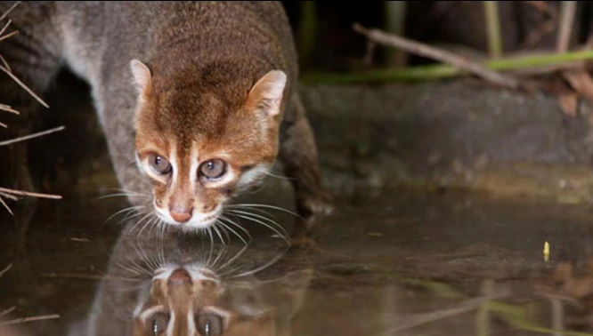 แมวป่าหัวแบน ( เครดิตภาพ earthraceconservation.org )