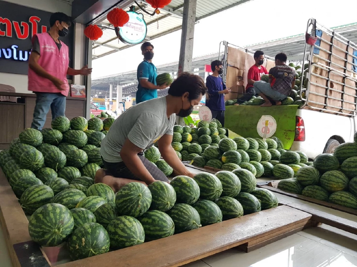 สุดอึ้ง อาชีพทีมโยนคัดแยก "แตงโม" รับวันละ 8 พัน สร้างรายได้หลักแสนต่อเดือน
