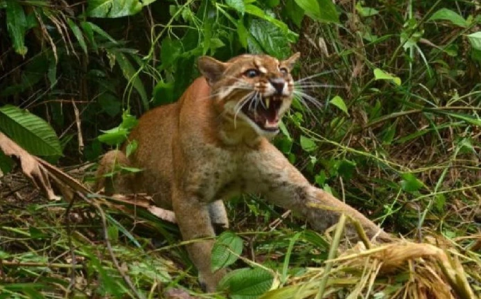 เสือไฟ ( เครดิตภาพ theanimallife.com )