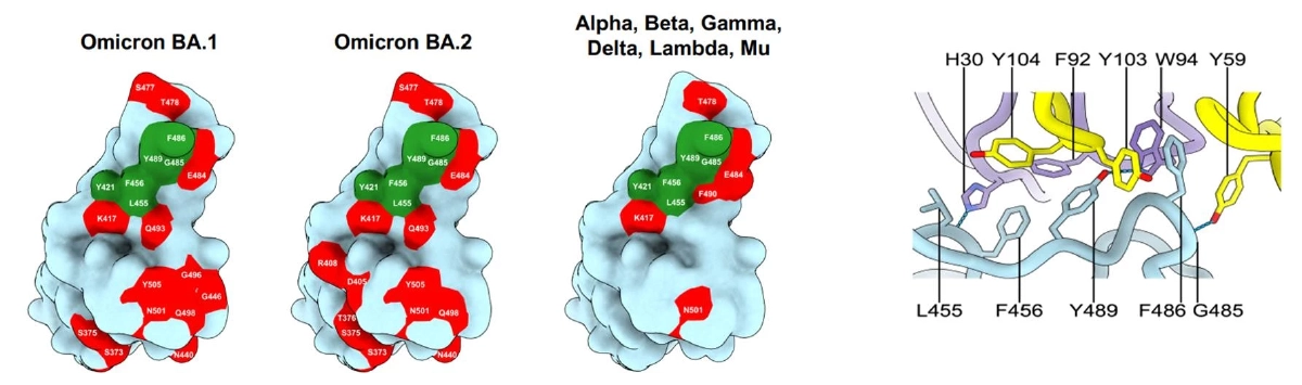 "แอนติบอดี 87G7" ความหวังใหม่ วิจัยพบ สู้ "โอไมครอน" และโควิดทุกสายพันธุ์