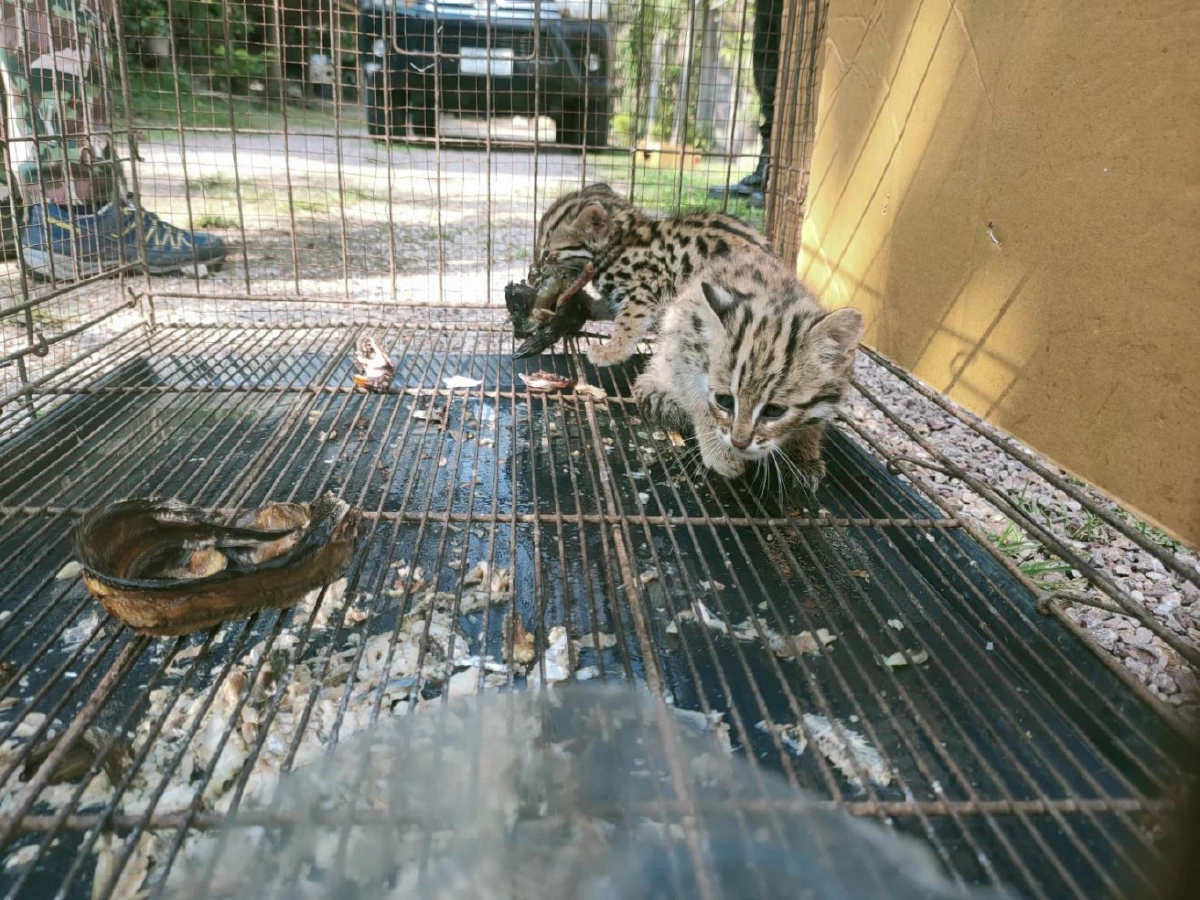 จนท. รับ "ลูกเสือปลา"  2 พี่น้อง สัตว์ป่าใกล้สูญพันธุ์ไปอนุบาลก่อนส่งคืนป่า