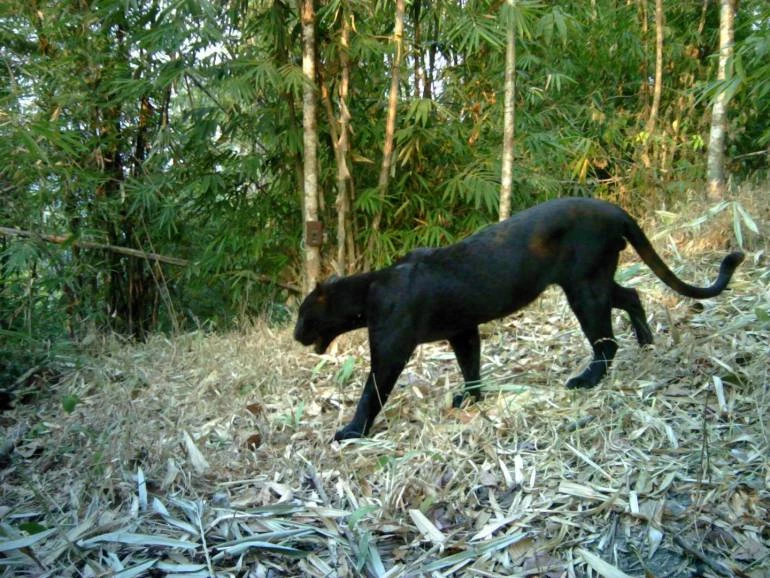 เสือดำ ( เครดิตภาพ กรมอุทยานแห่งชาติ สัตว์ป่า และพันธุ์พืช )