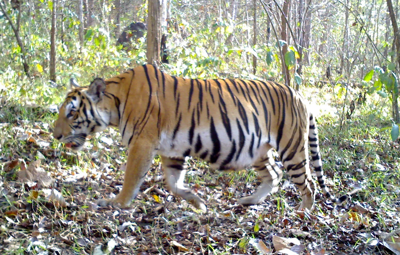 เสือโคร่ง ราชาแห่งป่าไทย