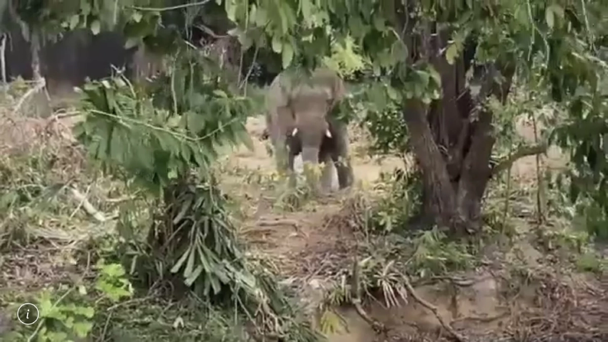 ดีใจกับ "พลายโค้ก" ช้างน้อยขวัญใจชาวบ้าน อาการดีขึ้น