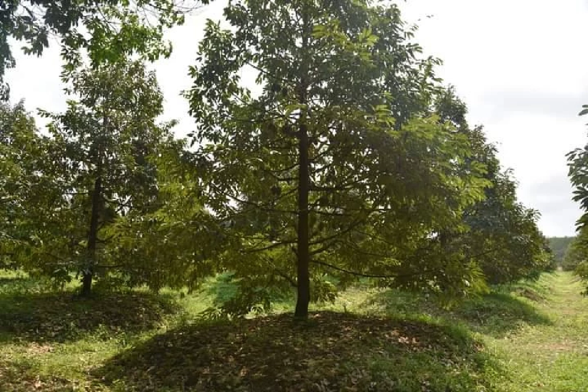 "ผู้ว่าฯจันท์" วางมาตรการป้องกัน-แก้ปัญหา "ทุเรียน" ด้อยคุณภาพออกสู่ตลาด