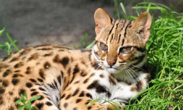 แมวดาว ( เครดิตภาพ  theanimallife.com )