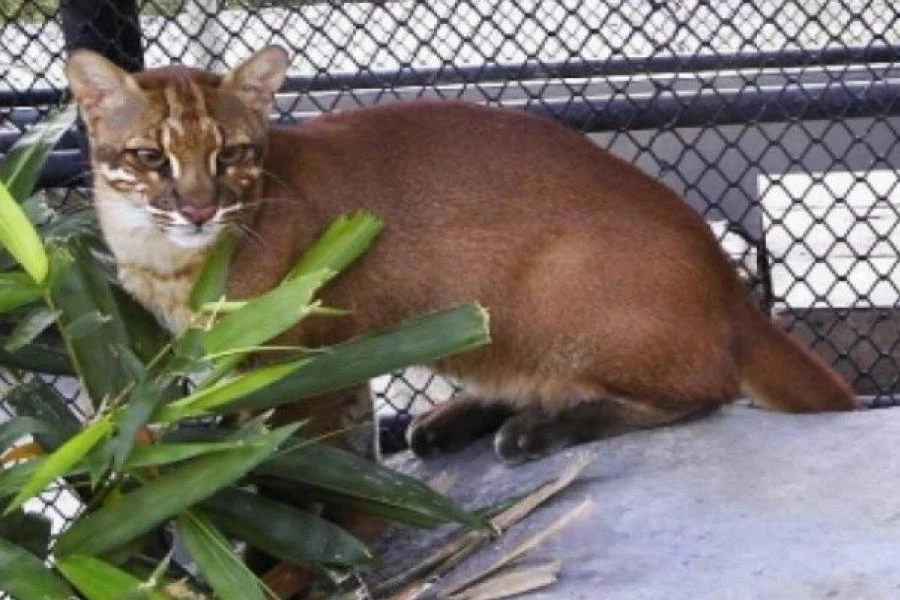 เสือไฟ ( เครดิตภาพ องค์การสวนสัตว์ ) 