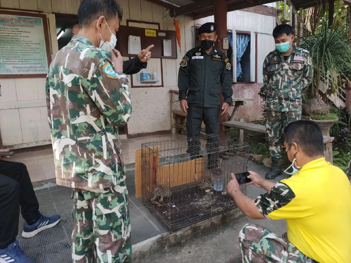 จนท. รับ "ลูกเสือปลา"  2 พี่น้อง สัตว์ป่าใกล้สูญพันธุ์ไปอนุบาลก่อนส่งคืนป่า