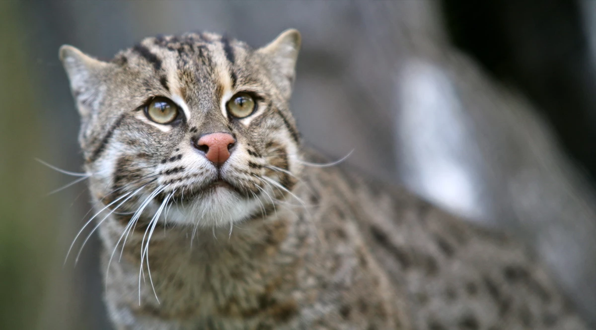 เสือปลา ( เครดิตภาพ มูลนิธิ สืบ นาคะเสถียร )