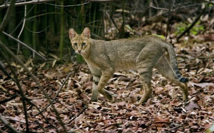 เสือกระต่าย ( เครดิตภาพ theanimallife.com )