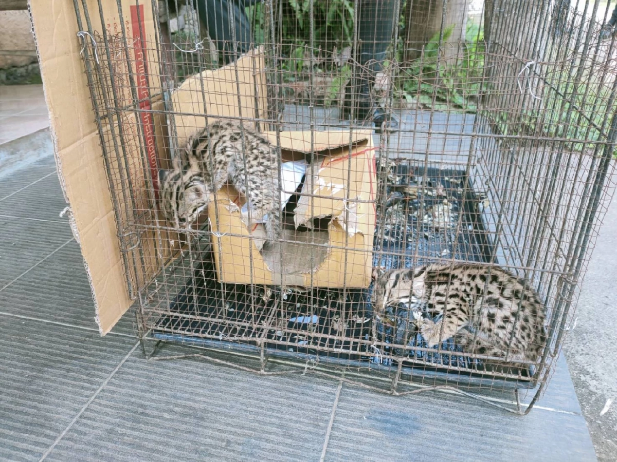 จนท. รับ "ลูกเสือปลา"  2 พี่น้อง สัตว์ป่าใกล้สูญพันธุ์ไปอนุบาลก่อนส่งคืนป่า