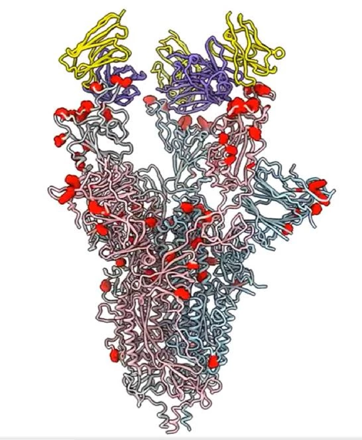 "แอนติบอดี 87G7" ความหวังใหม่ วิจัยพบ สู้ "โอไมครอน" และโควิดทุกสายพันธุ์