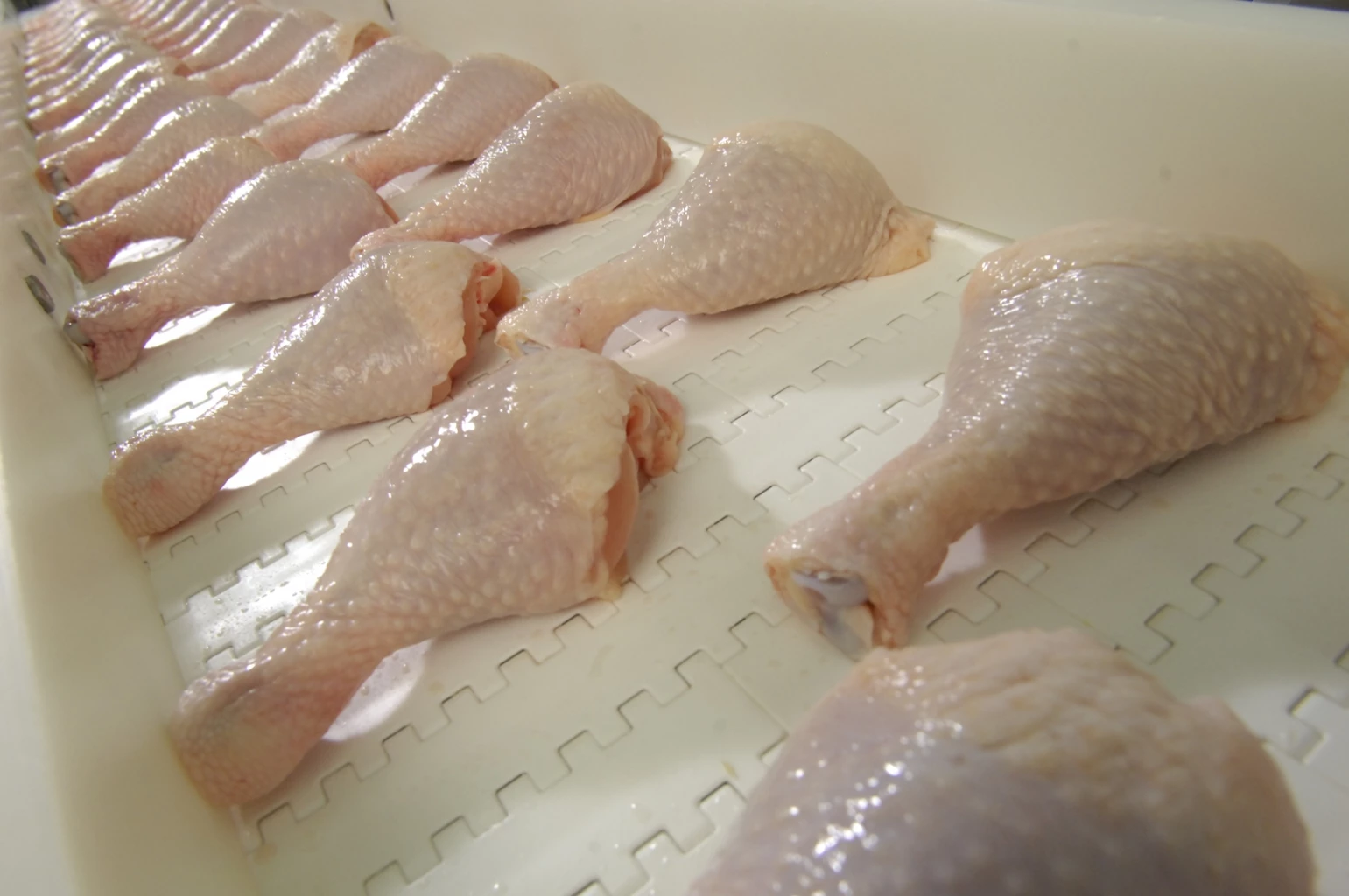 "ซาอุฯ" ประเดิม "นำเข้าไก่ไทย" จาก 11 โรงงาน ที่ผ่านการรับรอง