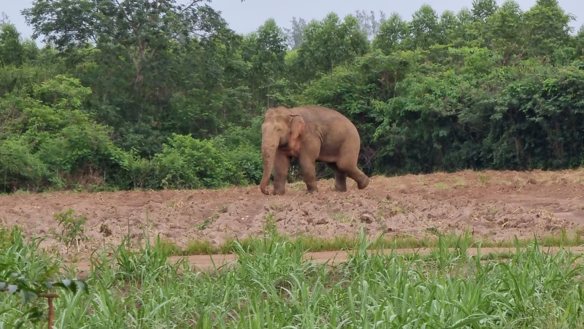 จนท.เปิดปฏิบัติการส่ง "สีดอโหนก"  กลับป่า "อุทยานเขาอ่างฤาไน"  (มีคลิป)