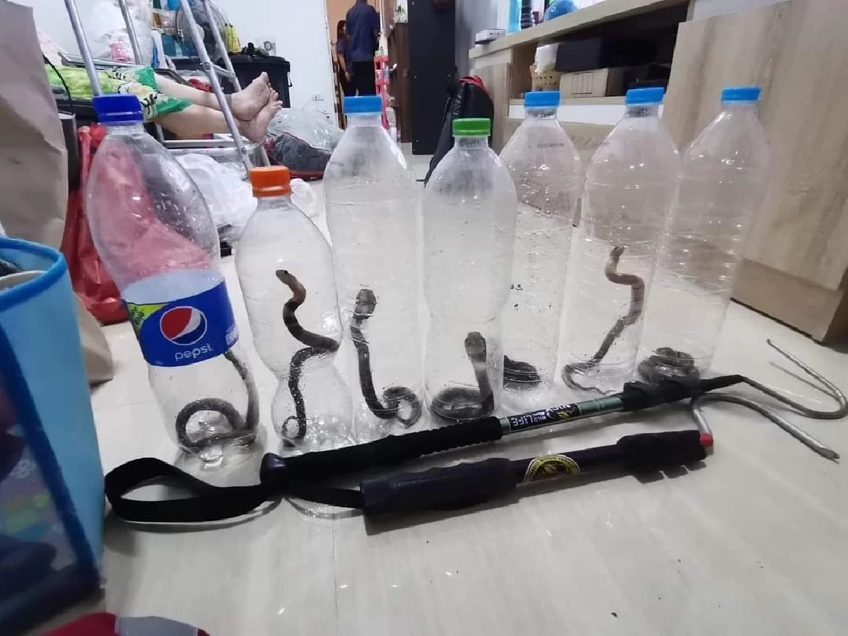 เจ้าของบ้านสุดหลอน "งูเห่า" บุกบ้านแผ่แม่เบี้ย รีบแจ้งกู้ภัยฯ จับได้ 8 ตัว