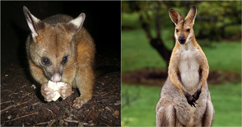 ซากสัตว์ปริศนาเกยหาดออสเตรเลีย ผู้เชี่ยวชาญเสียงแตกตัวอะไรกันแน่&nbsp;