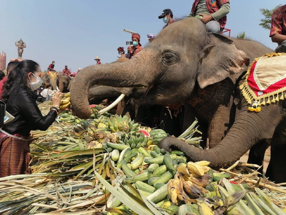 "วันช้างไทย" สุรินทร์ ยิ่งใหญ่ เลี้ยงบุฟเฟ่ต์ผลไม้ "ช้าง" กว่า 80 เชือก