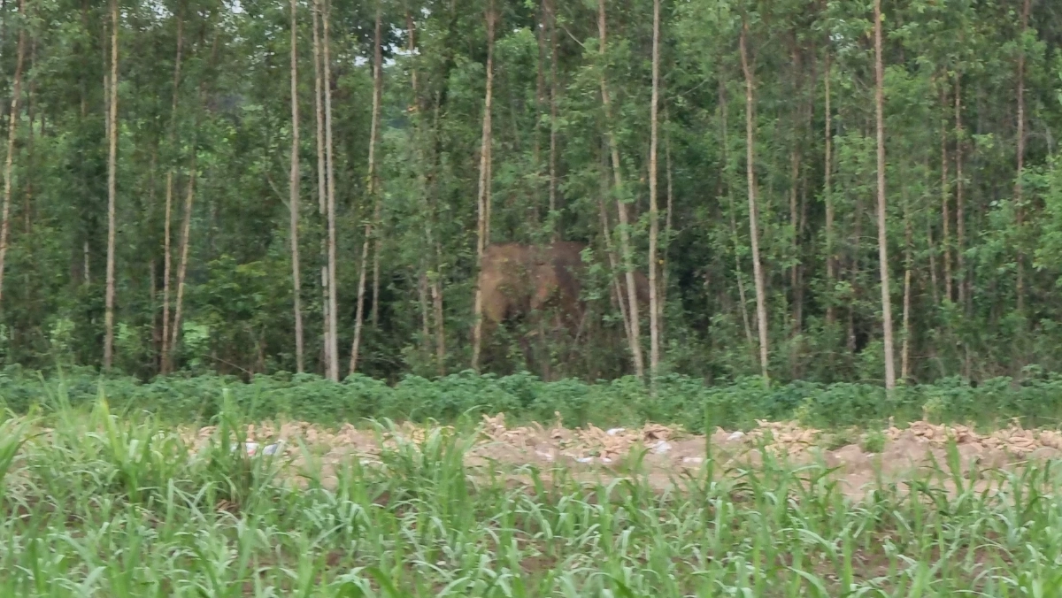 จนท.เปิดปฏิบัติการส่ง "สีดอโหนก"  กลับป่า "อุทยานเขาอ่างฤาไน"  (มีคลิป)