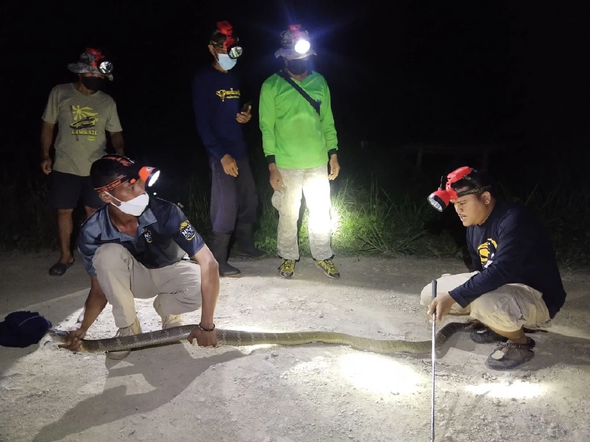 ชาวบ้านผงะ เจอ "งูจงอางยักษ์" ยาวกว่า 3 ม. เลื้อยพาดขวางทางเข้าบ้าน (มีคลิป)