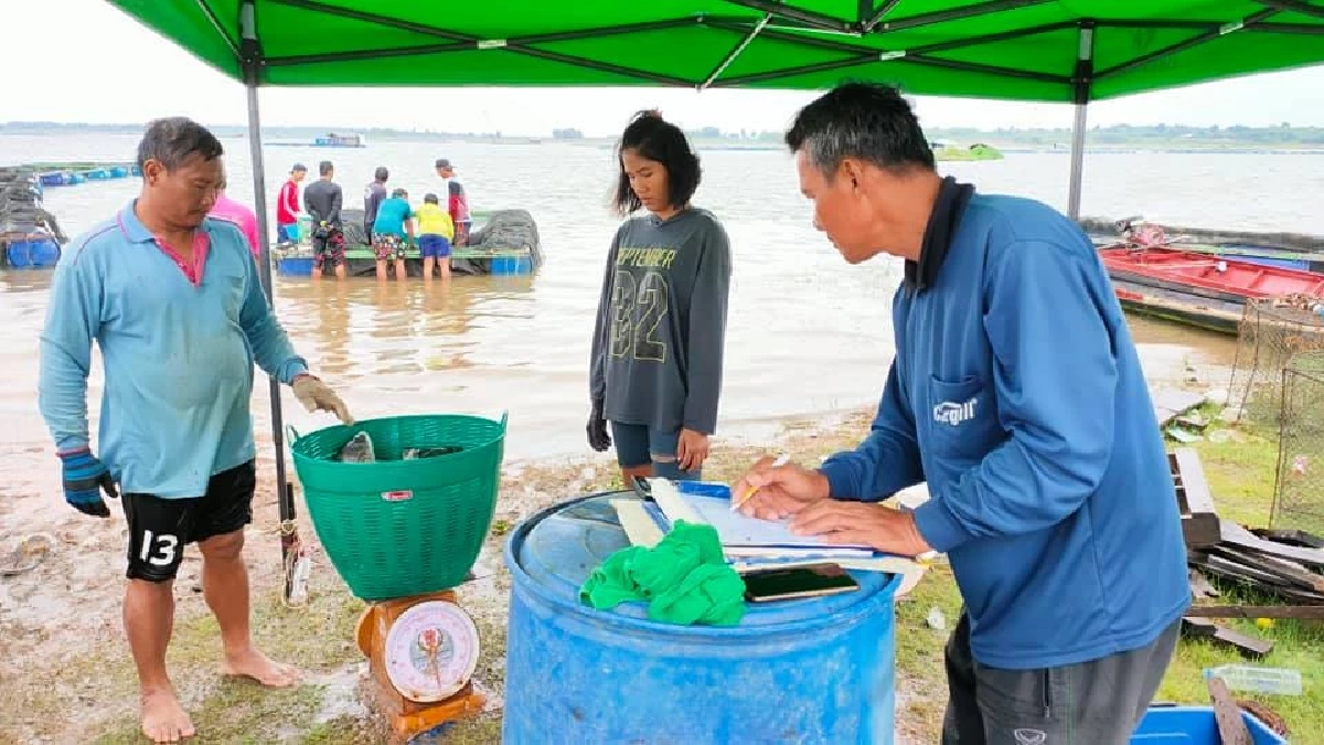 ประมงกาฬสินธุ์ เตือนสภาพอากาศ ร้อนปะทะฝน "ปลากระชัง" เสี่ยง "น็อคน้ำตาย"