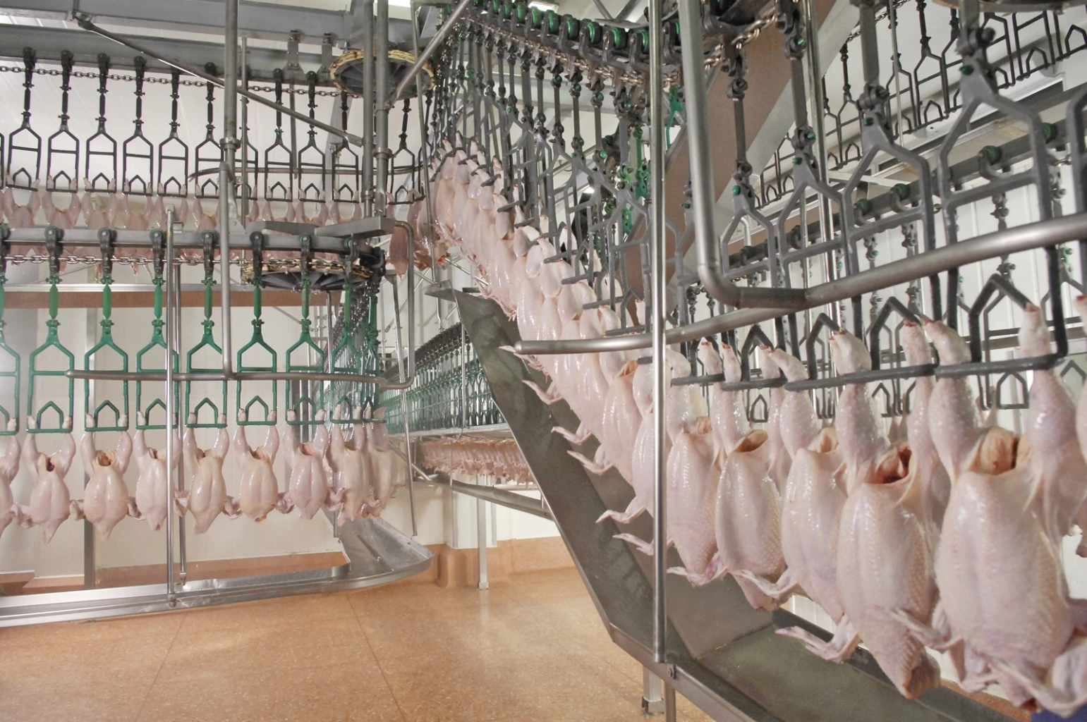 "ซาอุฯ" ประเดิม "นำเข้าไก่ไทย" จาก 11 โรงงาน ที่ผ่านการรับรอง