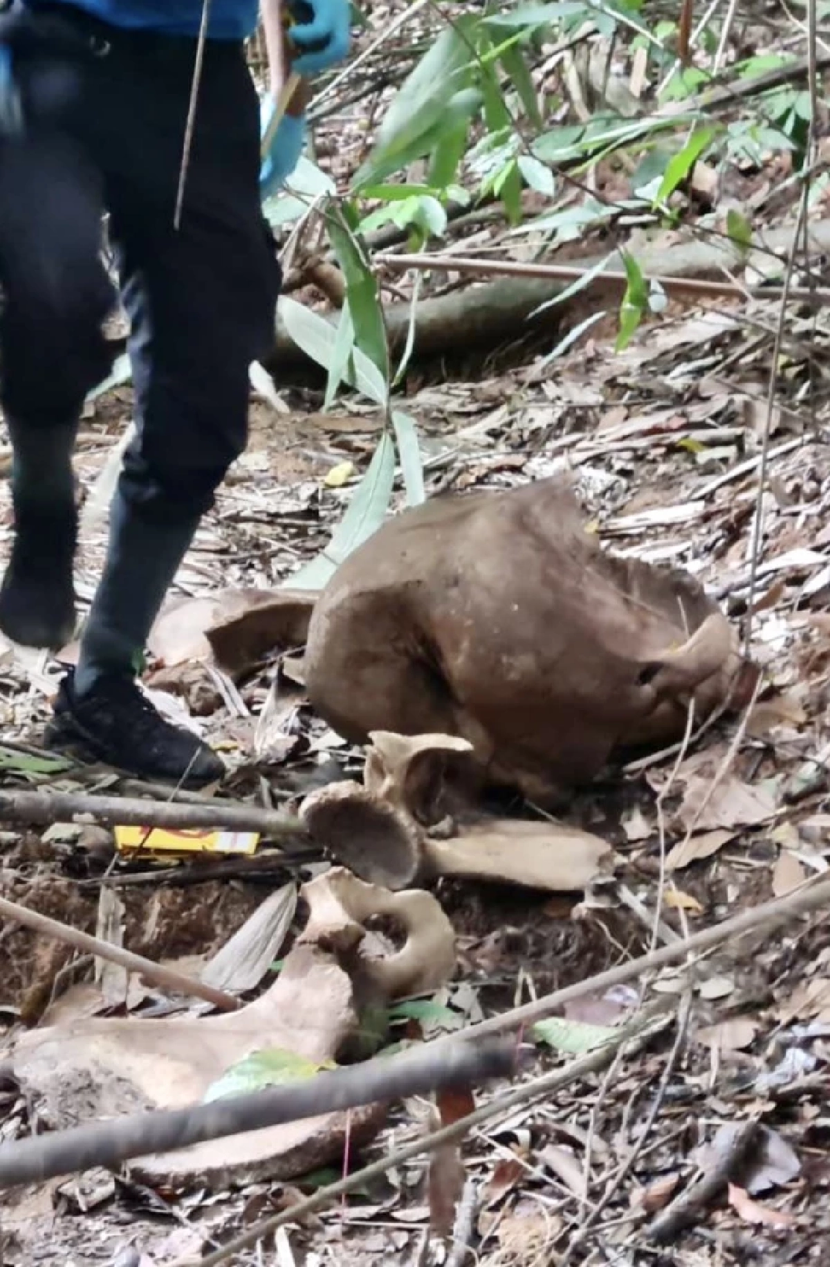 สลด ซาก "ช้างป่า" โดนยิงตัดงา คาดตายมากนานกว่า 5 เดือน