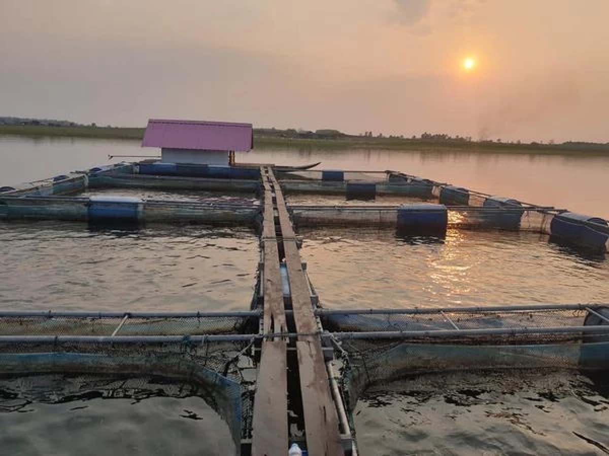 ประมงกาฬสินธุ์ เตือนสภาพอากาศ ร้อนปะทะฝน "ปลากระชัง" เสี่ยง "น็อคน้ำตาย"