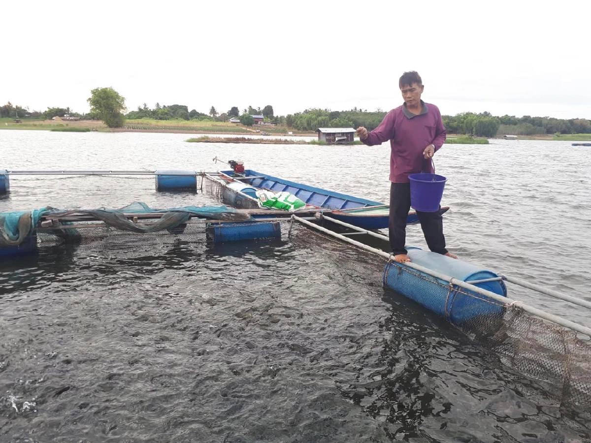 ประมงกาฬสินธุ์ เตือนสภาพอากาศ ร้อนปะทะฝน "ปลากระชัง" เสี่ยง "น็อคน้ำตาย"