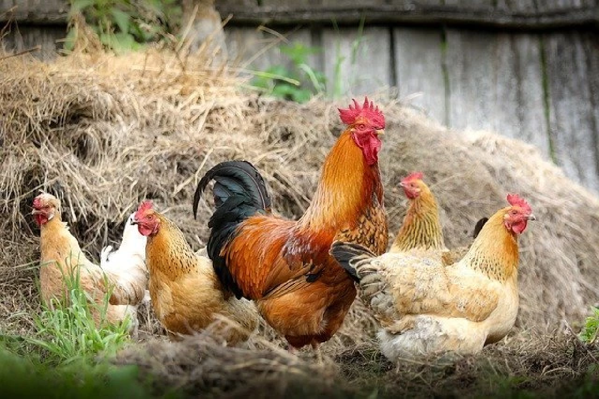 ฝันเห็น \"ไก่\" สื่อความหมายว่าอย่างไร ตีเป็นเลขนำโชคอะไรได้บ้าง