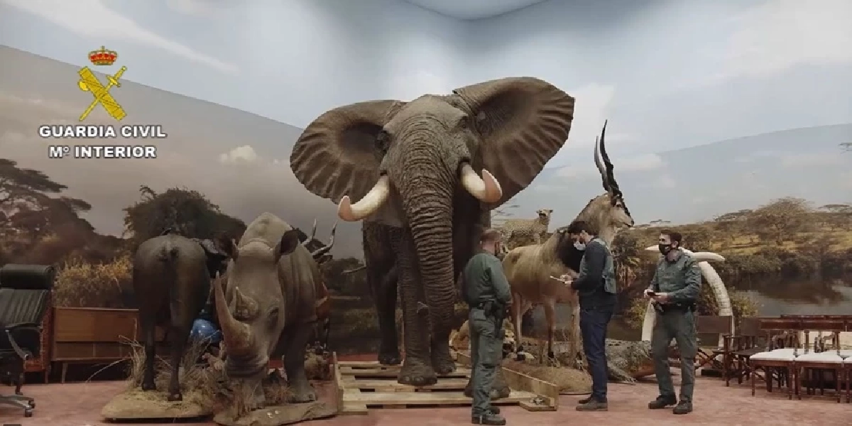 สเปนผงะ ยึดสัตว์ใกล้สูญพันธุ์สตัฟฟ์ครั้งใหญ่สุด จากคอลเลคชันเอกชน (คลิป)