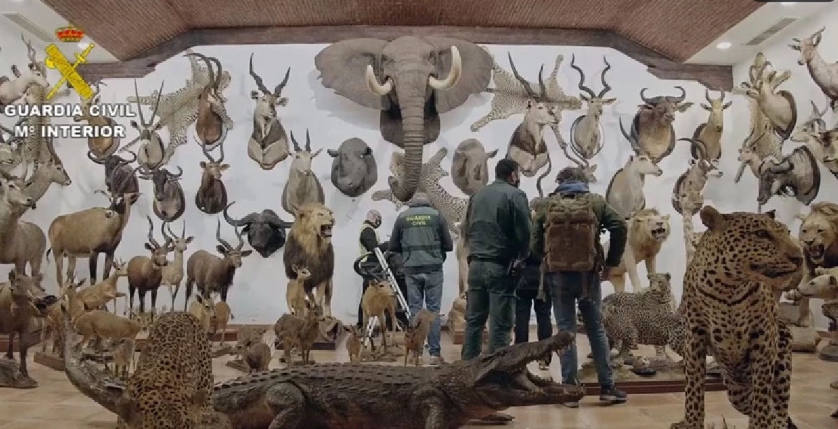 สเปนผงะ ยึดสัตว์ใกล้สูญพันธุ์สตัฟฟ์ครั้งใหญ่สุด จากคอลเลคชันเอกชน (คลิป)