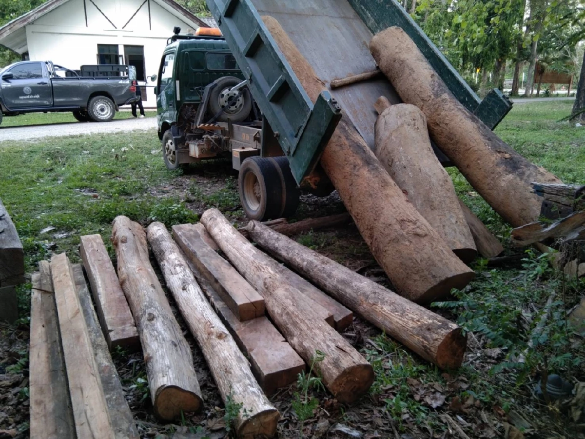 ซุ่มจับ "แก๊งมอดไม้" แต่ไร้วี่แวว หลังพบลอบตัดไม้ เขตหวงห้ามป่าอนุรักษ์ฯ