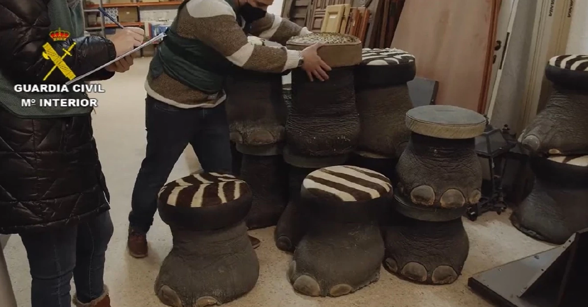 สเปนผงะ ยึดสัตว์ใกล้สูญพันธุ์สตัฟฟ์ครั้งใหญ่สุด จากคอลเลคชันเอกชน (คลิป)