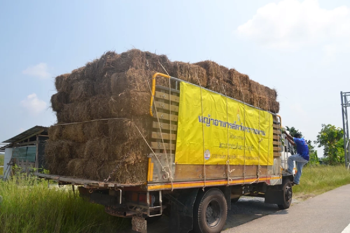 "ปศุสัตว์" เร่งช่วยเกษตรกร หลังฝูง "ควายน้ำ " ล้มตายเกือบ 200 ตัว เหตุขาดอาหาร