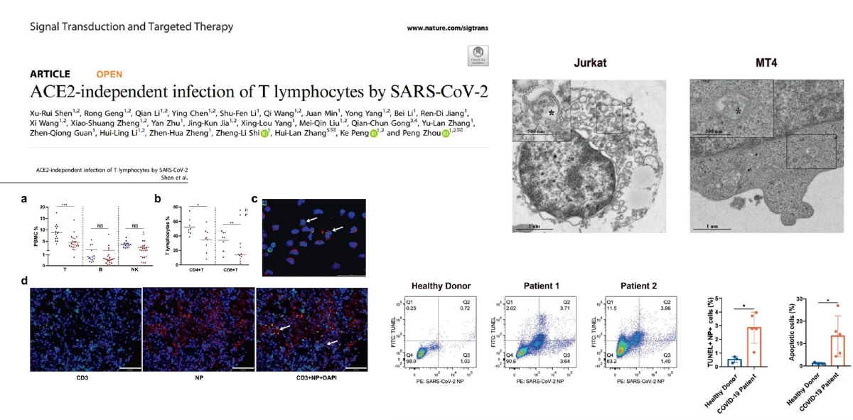 "โควิด" เทียบข้อมูลชัดทำไมไม่เหมือน HIV ไวรัสไม่ทำให้ภูมิคุ้มกันบกพร่อง