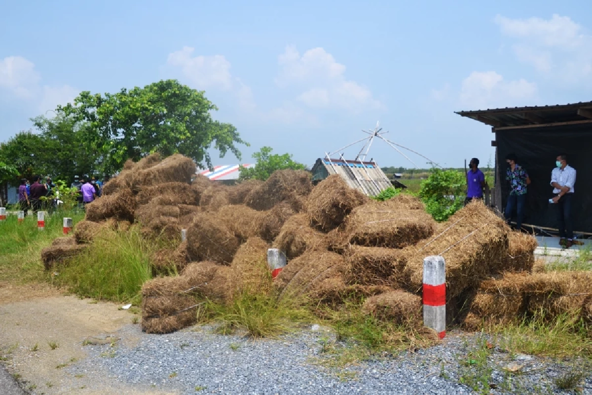 "ปศุสัตว์" เร่งช่วยเกษตรกร หลังฝูง "ควายน้ำ " ล้มตายเกือบ 200 ตัว เหตุขาดอาหาร