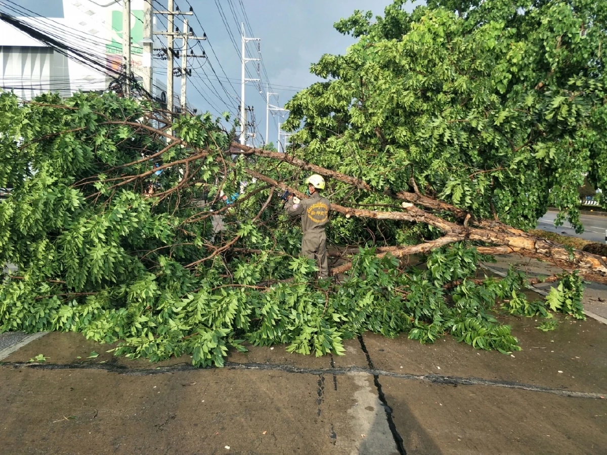 พายุฝน "ลำปาง" ต้นไม้ใหญ่ล้มขวางถนน จนท.เข้าเคลียร์พื้นที่ เปิดเส้นทางแล้ว