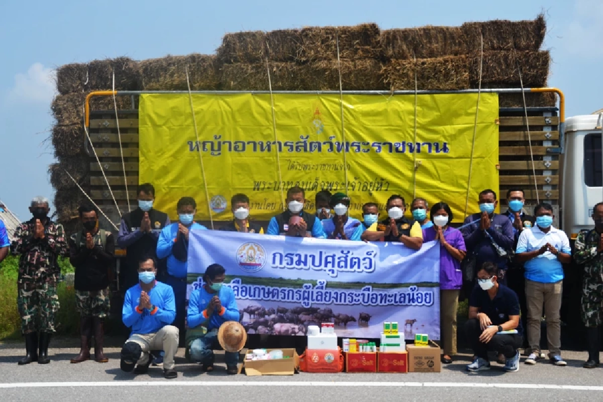 "ปศุสัตว์" เร่งช่วยเกษตรกร หลังฝูง "ควายน้ำ " ล้มตายเกือบ 200 ตัว เหตุขาดอาหาร