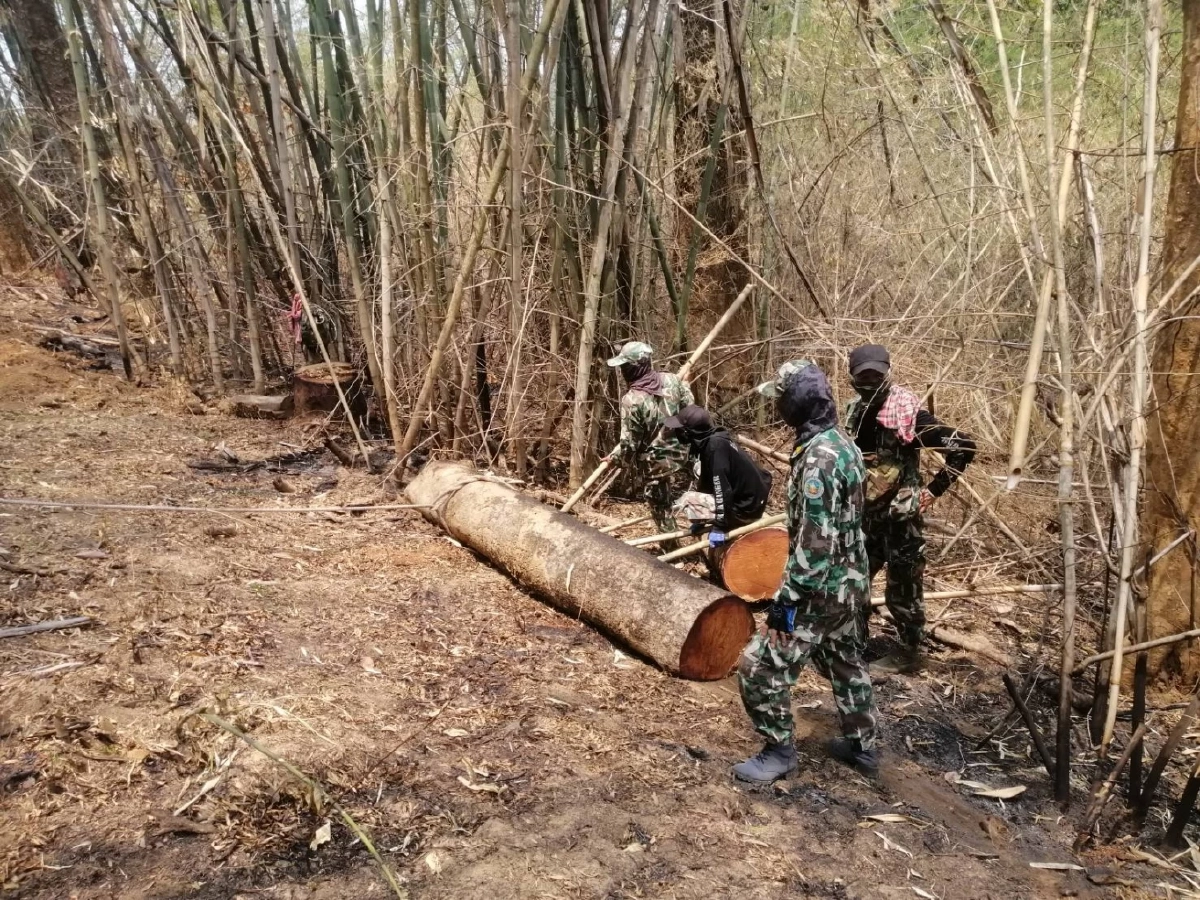 ซุ่มจับ "แก๊งมอดไม้" แต่ไร้วี่แวว หลังพบลอบตัดไม้ เขตหวงห้ามป่าอนุรักษ์ฯ