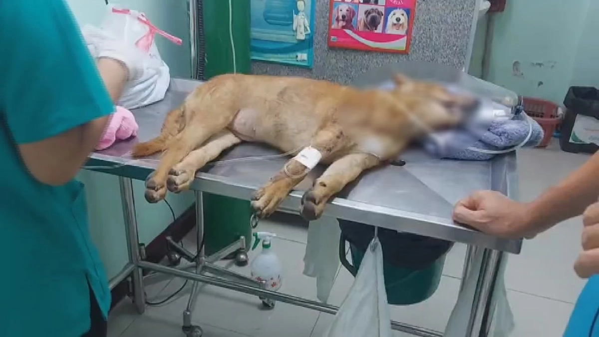 ส่งกำลังใจให้ เจ้าบุญรอด สุนัขที่ ตร.สุโขทัย ช่วยทำ "CPR" หลังถูกรถชน
