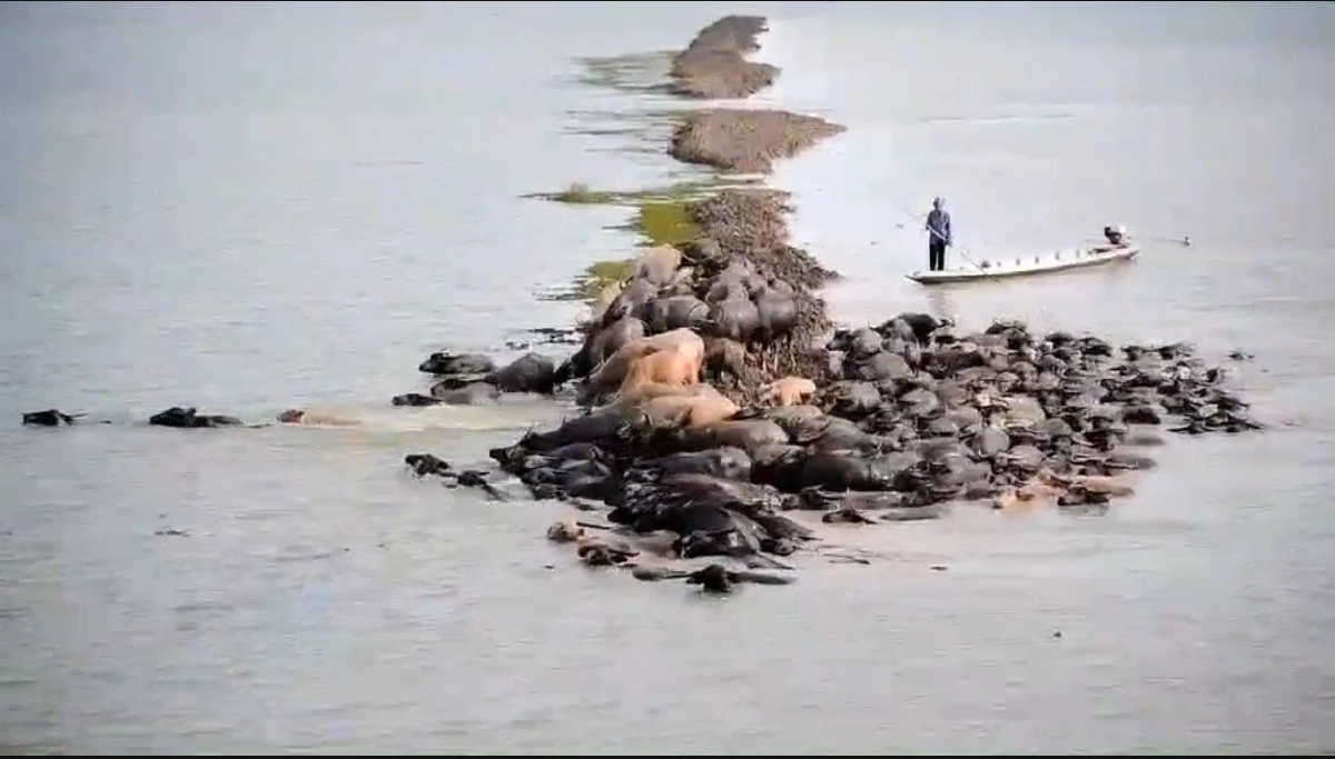 "ปศุสัตว์" เร่งช่วยเกษตรกร หลังฝูง "ควายน้ำ " ล้มตายเกือบ 200 ตัว เหตุขาดอาหาร